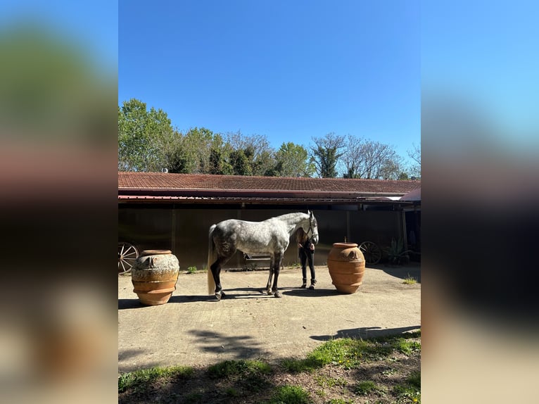 PRE Mare 7 years 15,2 hh Grey in Rosano