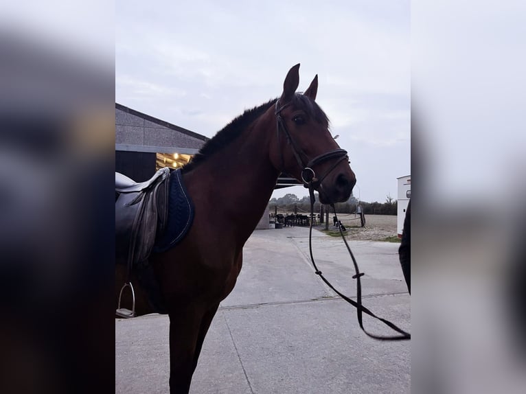 PRE Mare 7 years 15,3 hh Brown in Diksmuide PRE Mare 7 years 15,3 hh Brown in Diksmuide