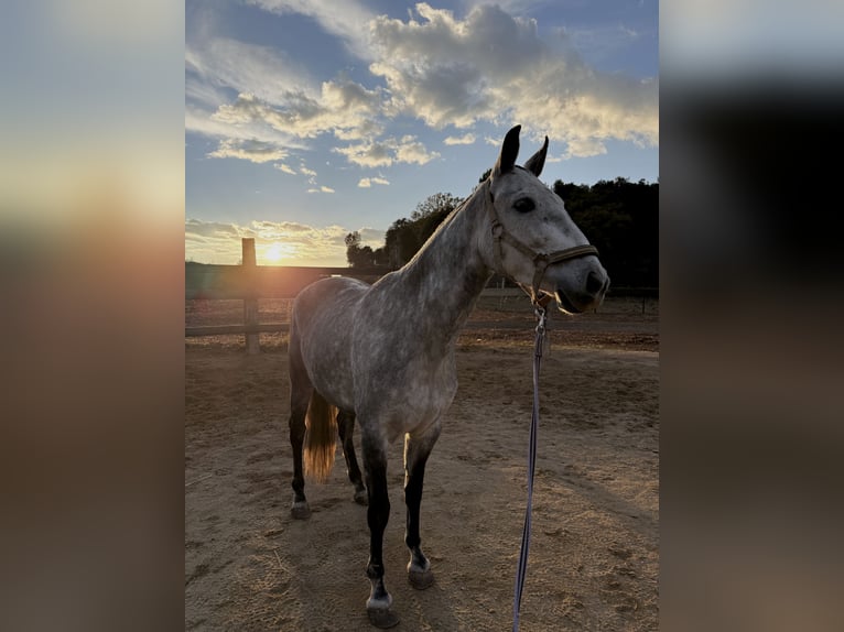 PRE Mix Mare 7 years 15,3 hh Grey in Pedrinya (Ajuntament Crespia)