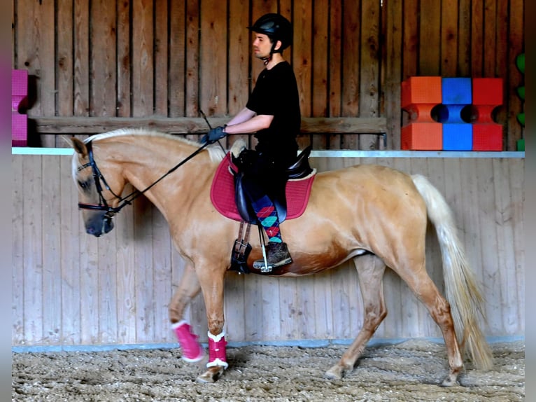PRE Mix Mare 7 years 15,3 hh Perlino in Klettgau