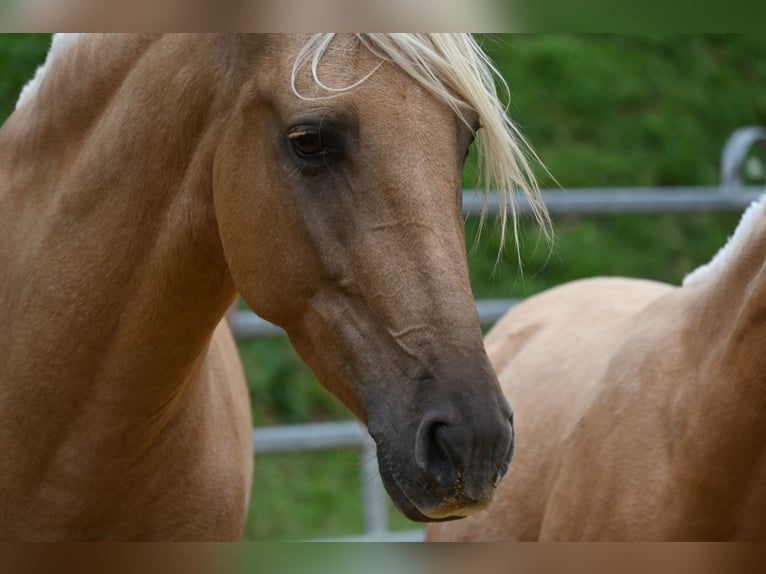 PRE Mix Mare 7 years 15,3 hh Perlino in Klettgau