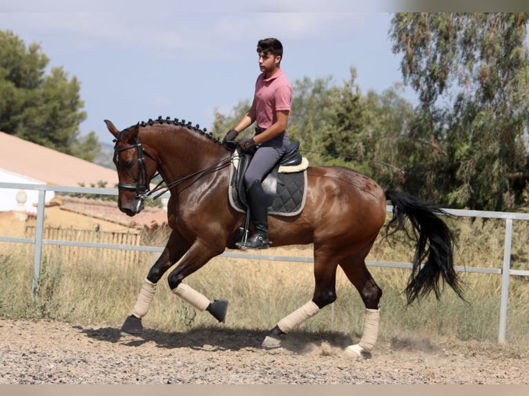 PRE Mix Mare 7 years 16,1 hh Bay-Dark in Valencia