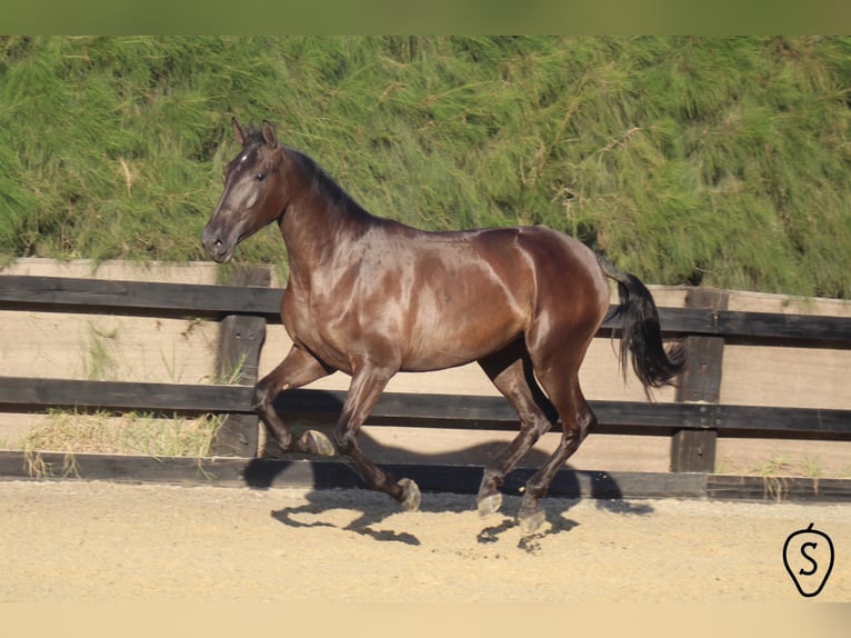 PRE Mare 7 years 16,1 hh Black in Almonte