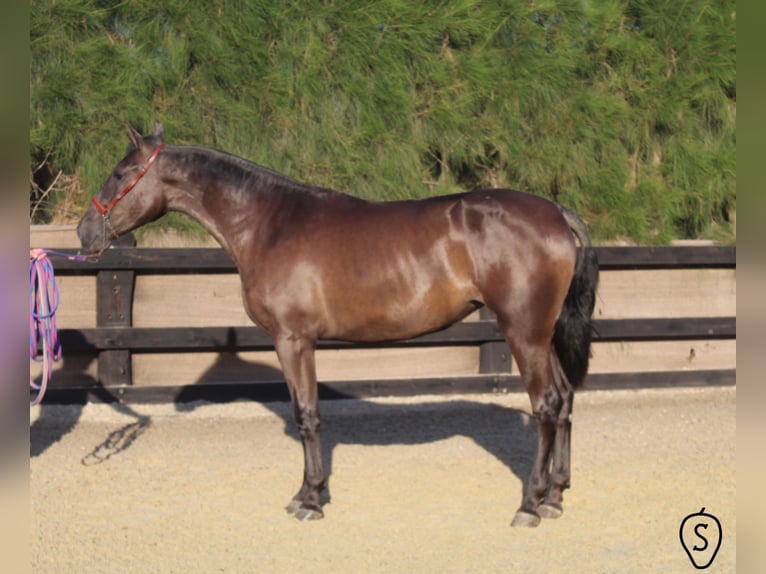 PRE Mare 7 years 16,1 hh Black in Almonte