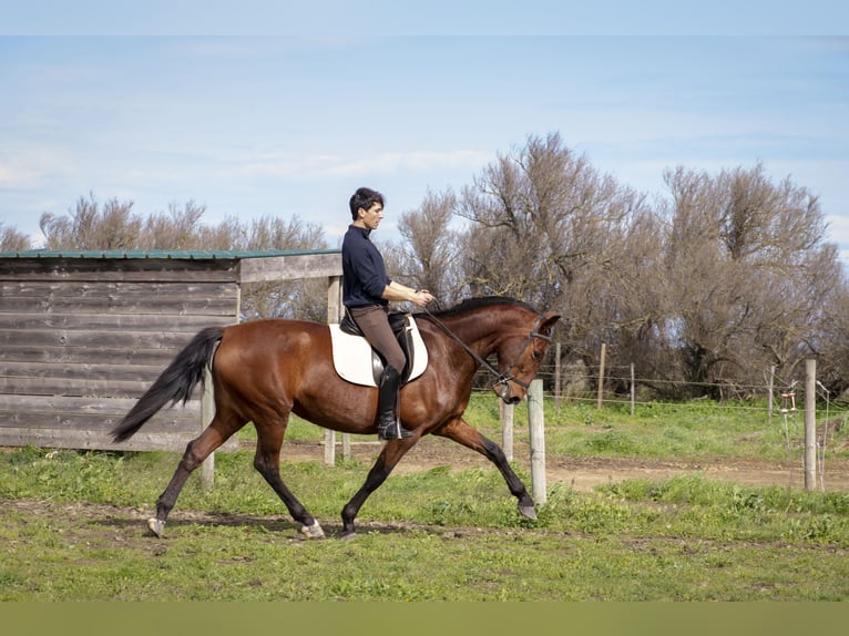 PRE Mare 7 years 16.1 hh Brown in Perpignan