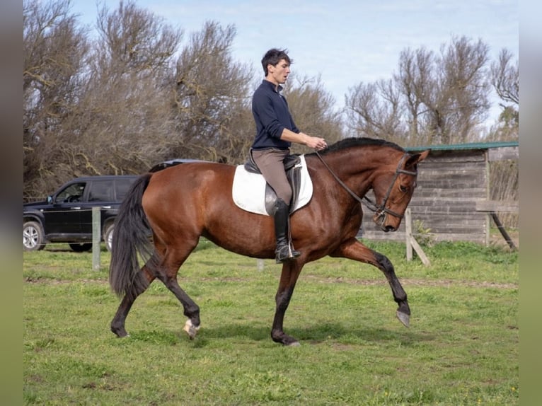 PRE Mare 7 years 16.1 hh Brown in Perpignan