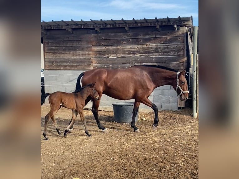 PRE Mare 7 years 16.1 hh Brown in Perpignan