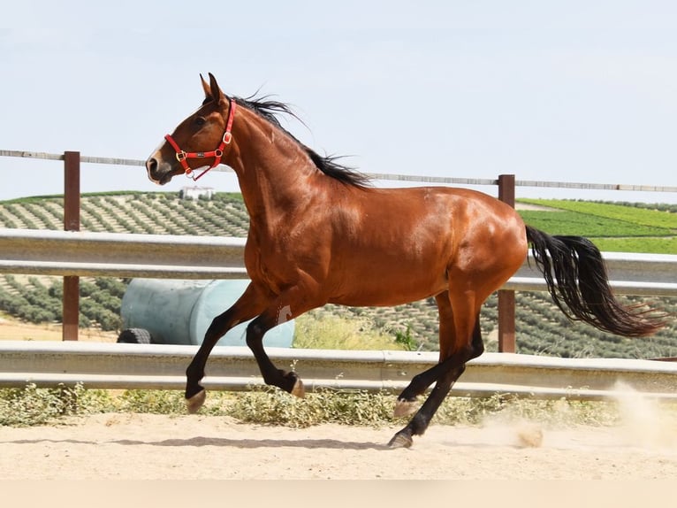 PRE Mare 7 years 16.1 hh Brown in Provinz Cordoba