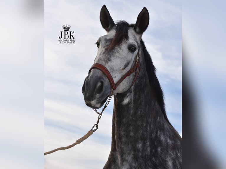 PRE Mix Mare 7 years 16,1 hh Gray-Dapple in Tabernas Almeria