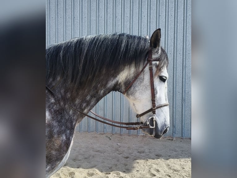 PRE Mix Mare 7 years 16,1 hh Gray in Tabernas Almería