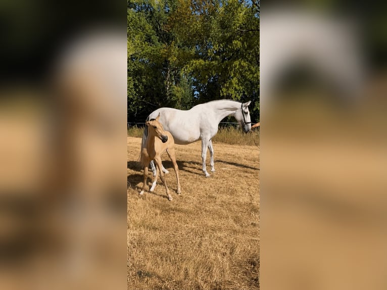 PRE Mix Mare 7 years 16.1 hh Grey-Fleabitten in Maisonnais
