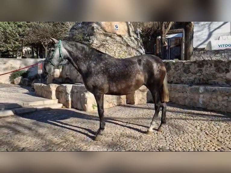 PRE Mix Mare 7 years 16,2 hh Gray in Estepa