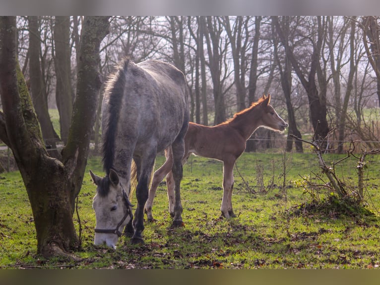 PRE Mare 7 years 16,2 hh Gray in Wremen