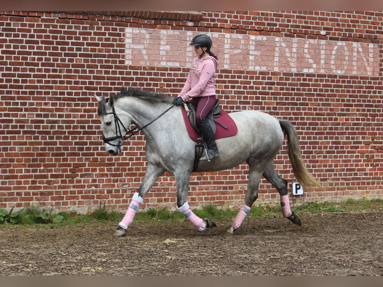 PRE Mare 7 years 16,2 hh Gray in Wremen