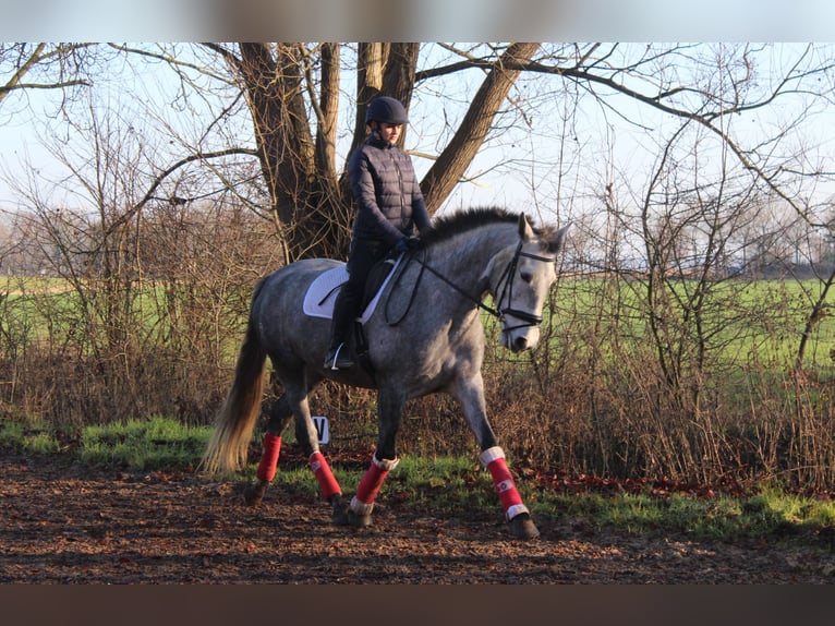 PRE Mare 7 years 16,2 hh Gray in Wremen