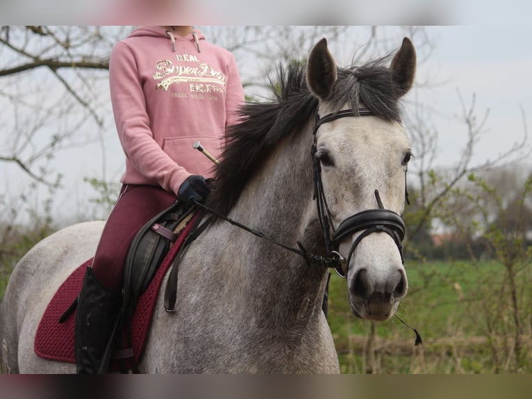 PRE Mare 7 years 16,2 hh Gray in Wremen