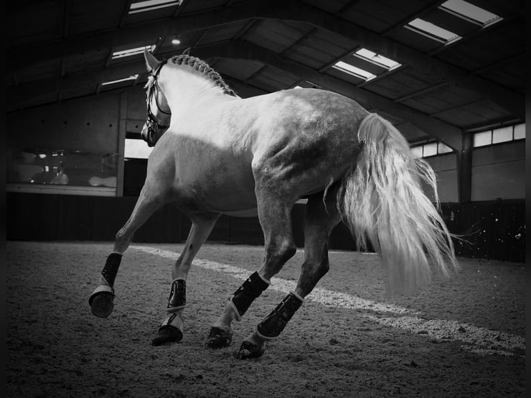 PRE Mix Mare 7 years 16,3 hh Gray in HEUVELLAND