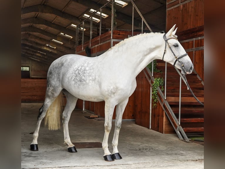 PRE Mix Mare 7 years 16,3 hh Gray in HEUVELLAND