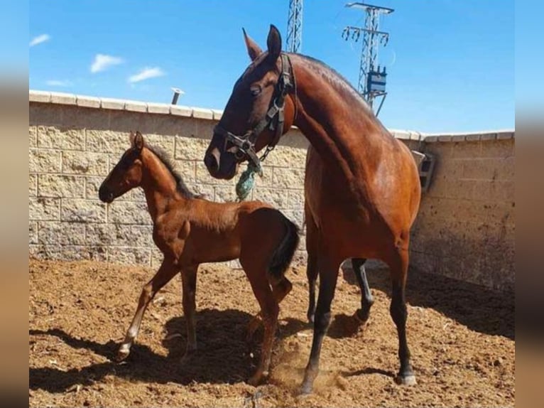 PRE Mare 7 years 16 hh Brown in Navalcan