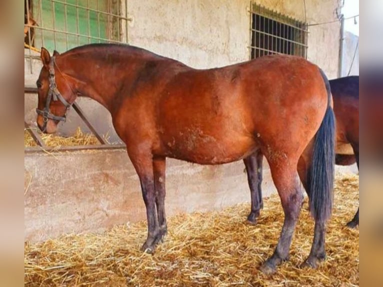 PRE Mare 7 years 16 hh Brown in Navalcan