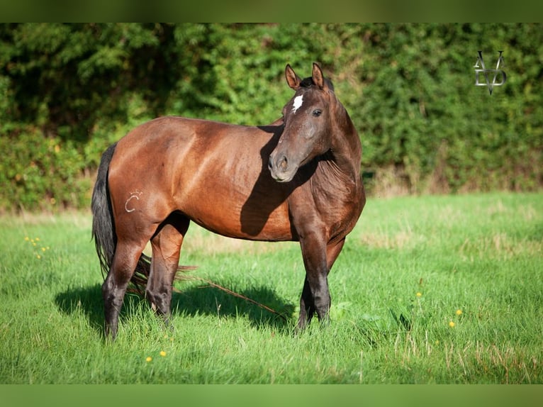 PRE Mare 7 years 16 hh Brown in Tourgeville