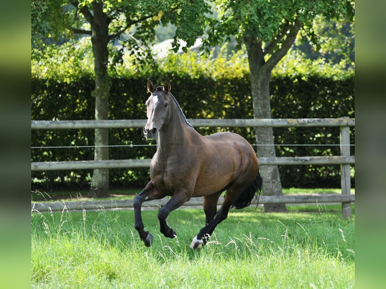 PRE Mare 7 years 16 hh Brown in Tourgeville
