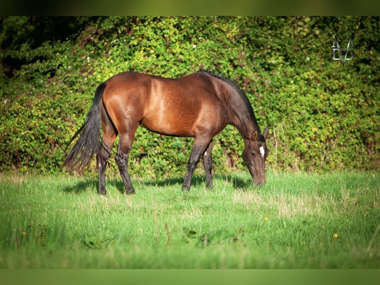 PRE Mare 7 years 16 hh Brown in Tourgeville