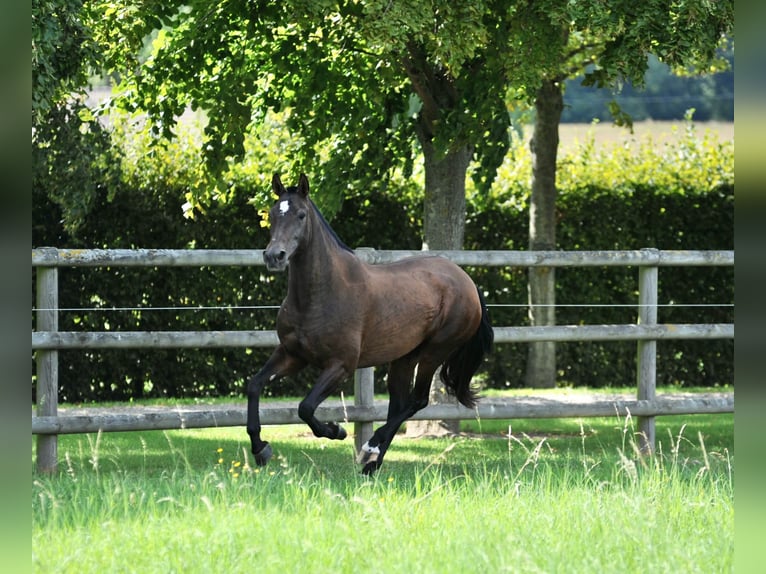 PRE Mare 7 years 16 hh Brown in Tourgeville