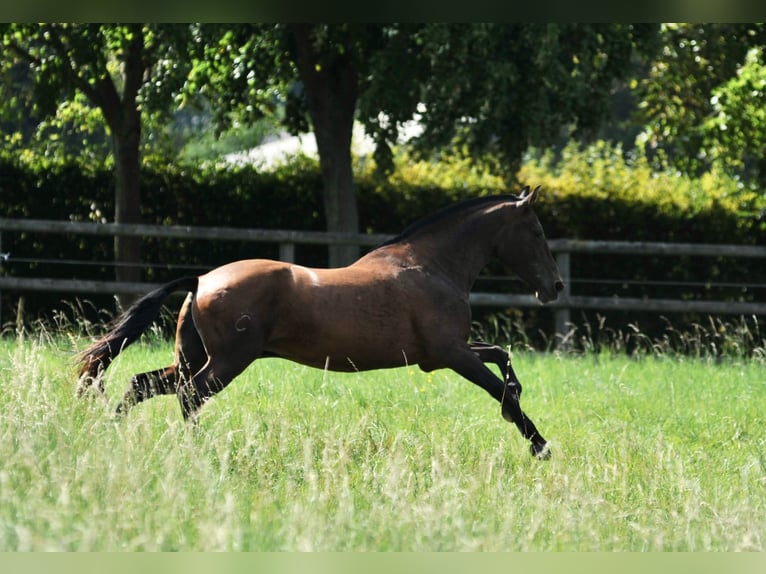 PRE Mare 7 years 16 hh Brown in Tourgeville