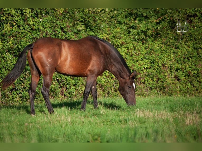 PRE Mare 7 years 16 hh Brown in Tourgeville