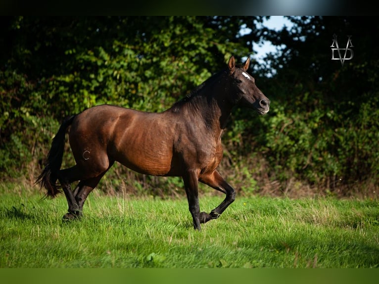 PRE Mare 7 years 16 hh Brown in Tourgeville