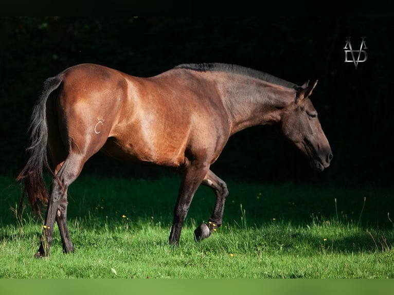 PRE Mare 7 years 16 hh Brown in Tourgeville