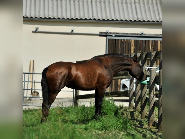 PRE Mare 7 years 16 hh Brown in Tourgeville