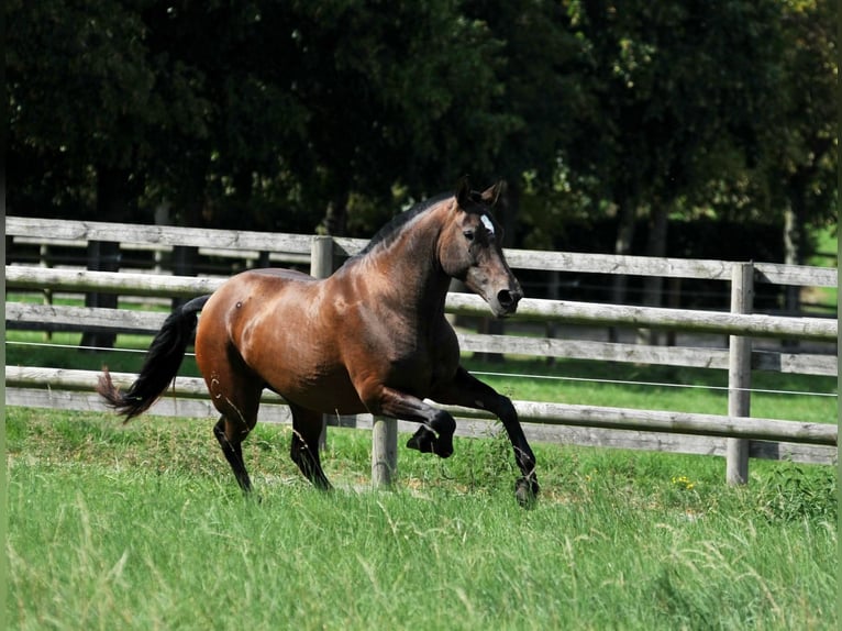 PRE Mare 7 years 16 hh Brown in Tourgeville