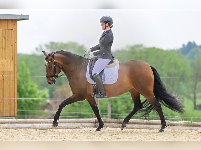 PRE Mix Mare 7 years 16 hh Brown in Sigmarszell PRE Mix Mare 7 years 16 hh Brown in Sigmarszell
