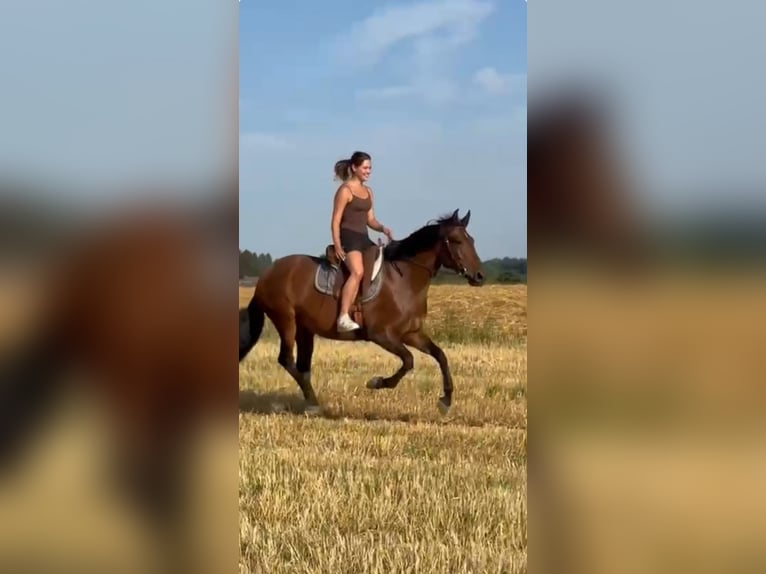 PRE Mix Mare 7 years 16 hh Brown in Sigmarszell PRE Mix Mare 7 years 16 hh Brown in Sigmarszell
