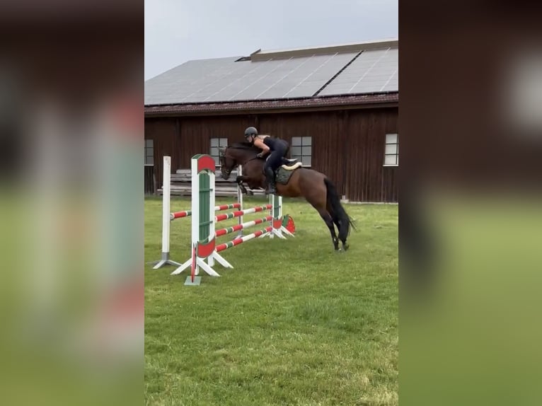PRE Mix Mare 7 years 16 hh Brown in Sigmarszell PRE Mix Mare 7 years 16 hh Brown in Sigmarszell