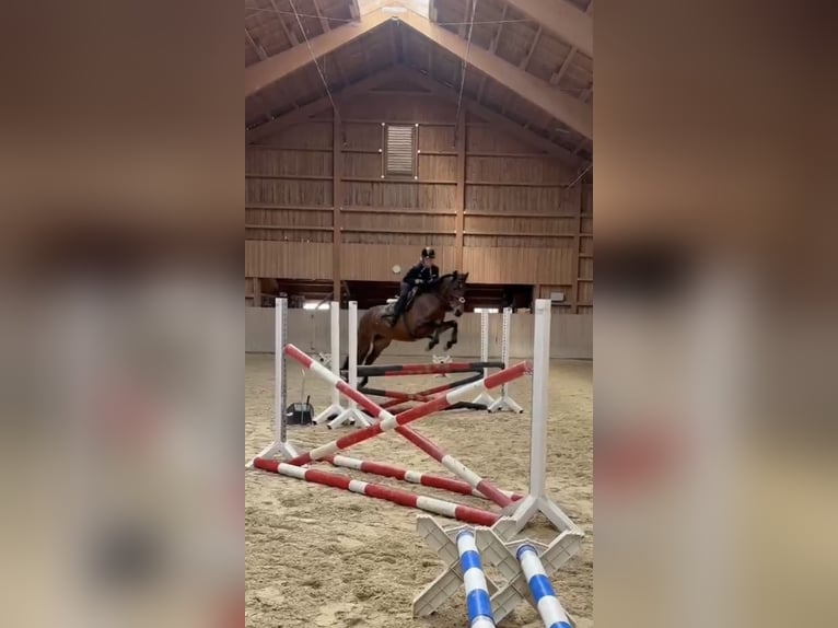 PRE Mix Mare 7 years 16 hh Brown in Sigmarszell PRE Mix Mare 7 years 16 hh Brown in Sigmarszell