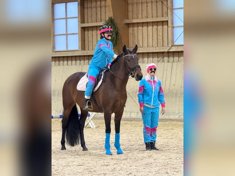 PRE Mix Mare 7 years 16 hh Brown in Sigmarszell PRE Mix Mare 7 years 16 hh Brown in Sigmarszell