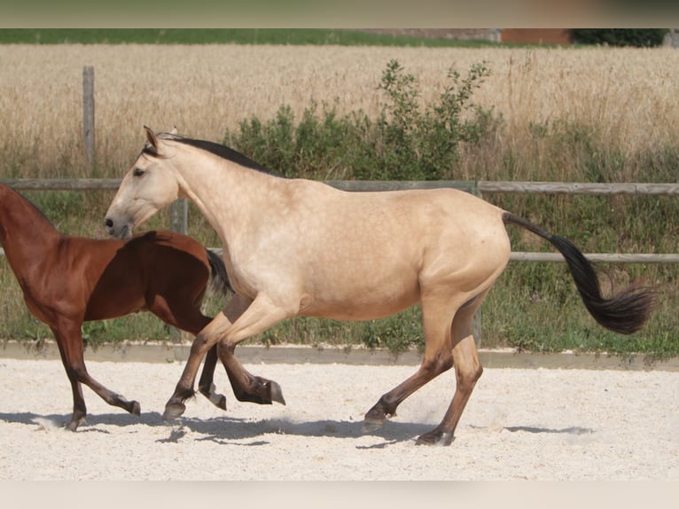 PRE Mare 7 years 16 hh Buckskin in Larajasse