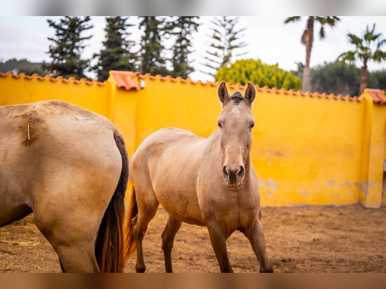 PRE Mix Mare 7 years 16 hh Champagne in Valencia