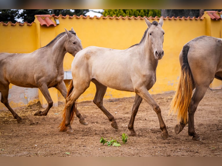 PRE Mix Mare 7 years 16 hh Champagne in Valencia