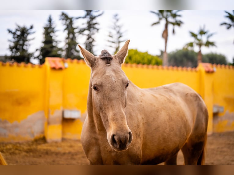 PRE Mix Mare 7 years 16 hh Champagne in Valencia