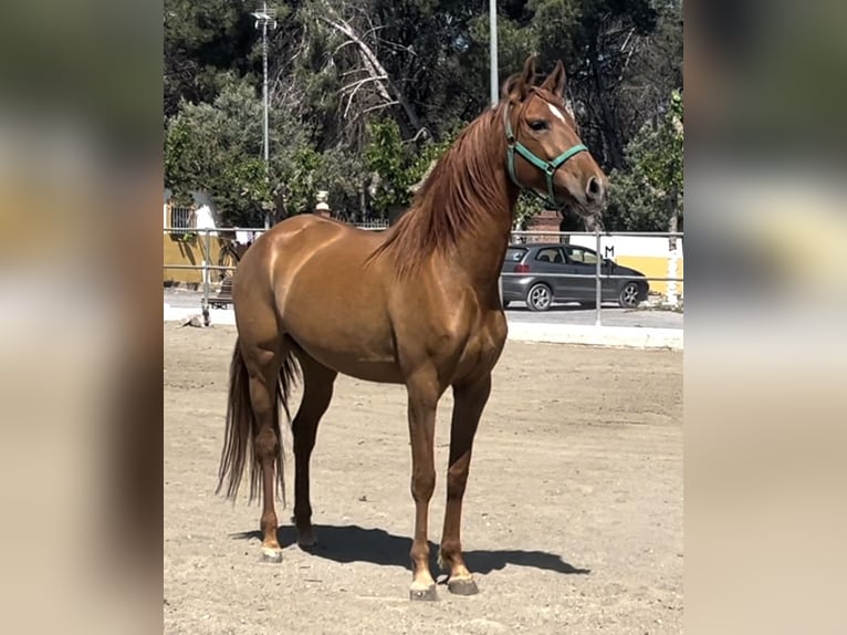 PRE Mare 7 years 16 hh Chestnut-Red in Barcelona