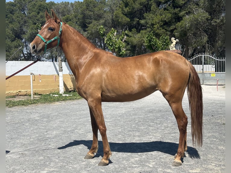 PRE Mare 7 years 16 hh Chestnut-Red in Barcelona