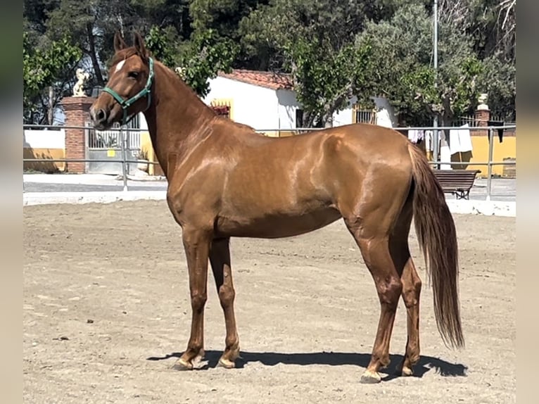 PRE Mare 7 years 16 hh Chestnut-Red in Barcelona