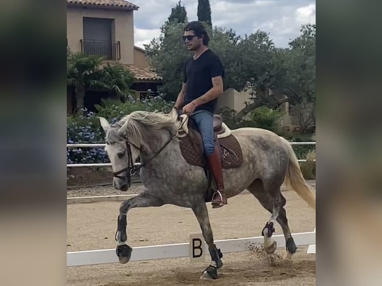 PRE Mare 7 years 16 hh Gray in Montbrio Del Camp