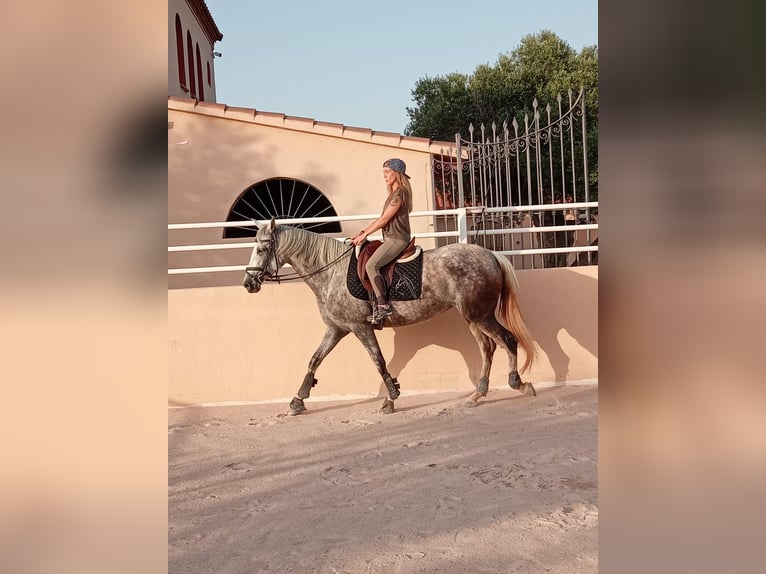 PRE Mare 7 years 16 hh Gray in Montbrio Del Camp