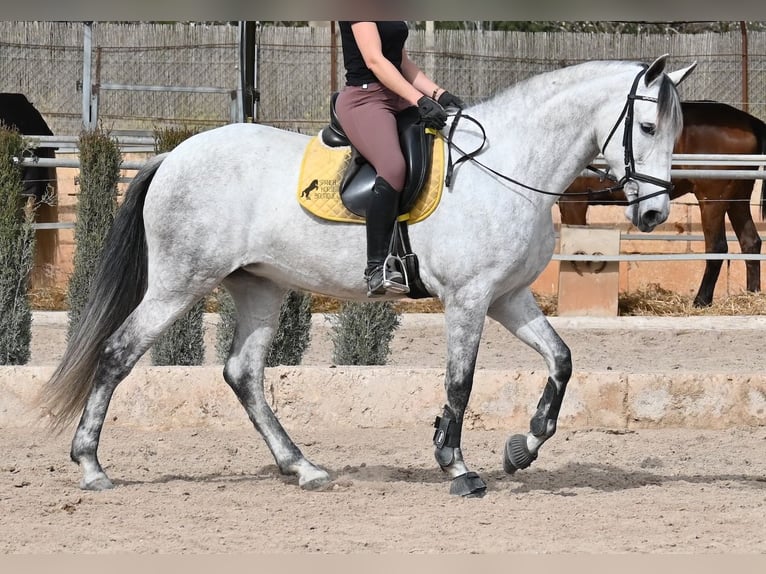 PRE Mix Mare 7 years 16 hh Gray in Mallorca