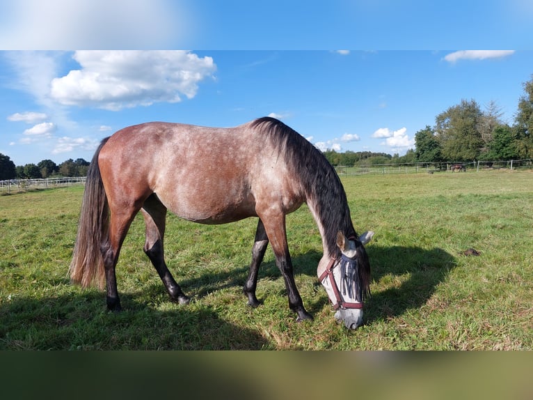 PRE Mix Mare 7 years 16 hh Grey in Hagen